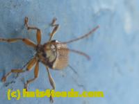 /home//u458753944/public_html/sourcegallery////////////////Insects and small critters/beetles (Coleoptera)/P1070832.JPG